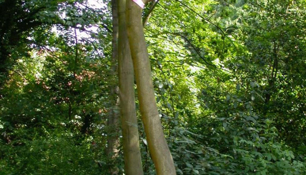 Buiten